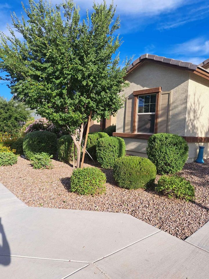 A well-kept front yard with neatly trimmed bushes, a small tree, and gravel landscaping, expertly maintained by an artificial turf installer in Queen Creek, sits beside a house with tan walls, brown trim, and a window under a blue sky.