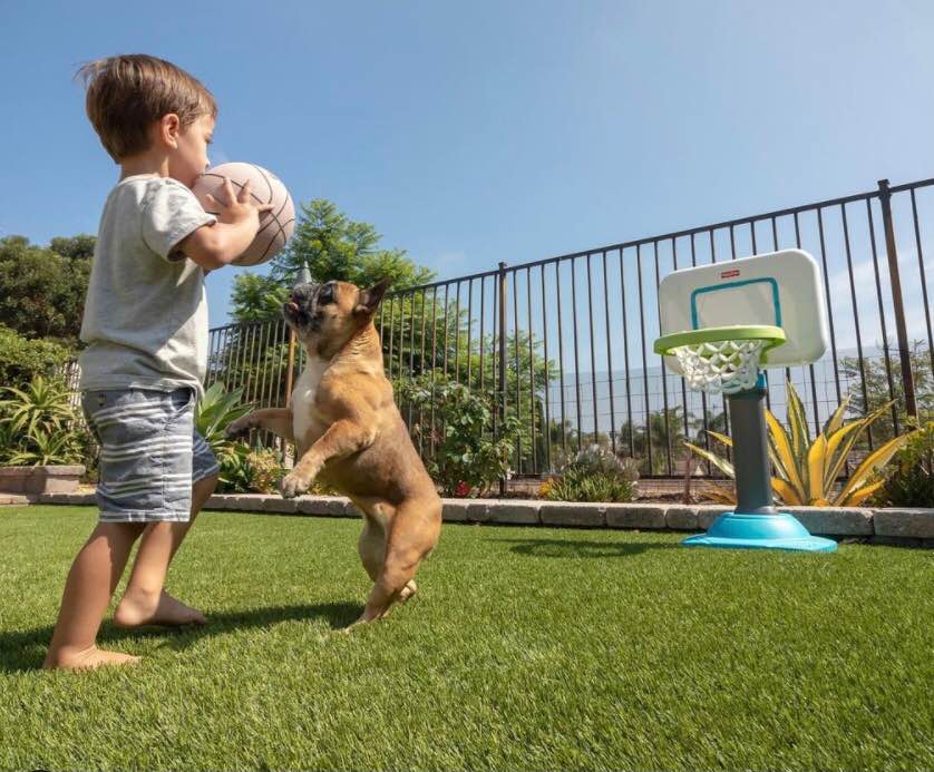 A young boy holding a basketball stands on lush Premier Pet Turf Installation green grass as a small brown dog jumps excitedly next to him. A children’s basketball hoop is nearby, with plants and a metal fence in the background under a clear sky.