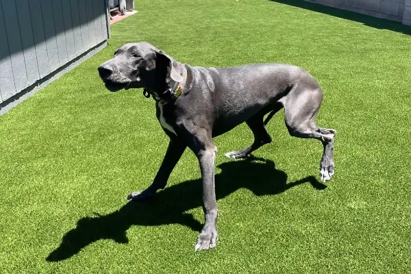 A large gray Great Dane with a collar walks on bright green Premier Pet Turf Installation, casting a distinct shadow in the sunlight near a building.