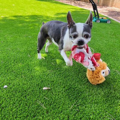 A small black and white dog stands on bright green grass, courtesy of Premier Pet Turf Installation, holding two plush toys—a red and white octopus and a brown lion—in its mouth. A green lawn mower sits in the background.